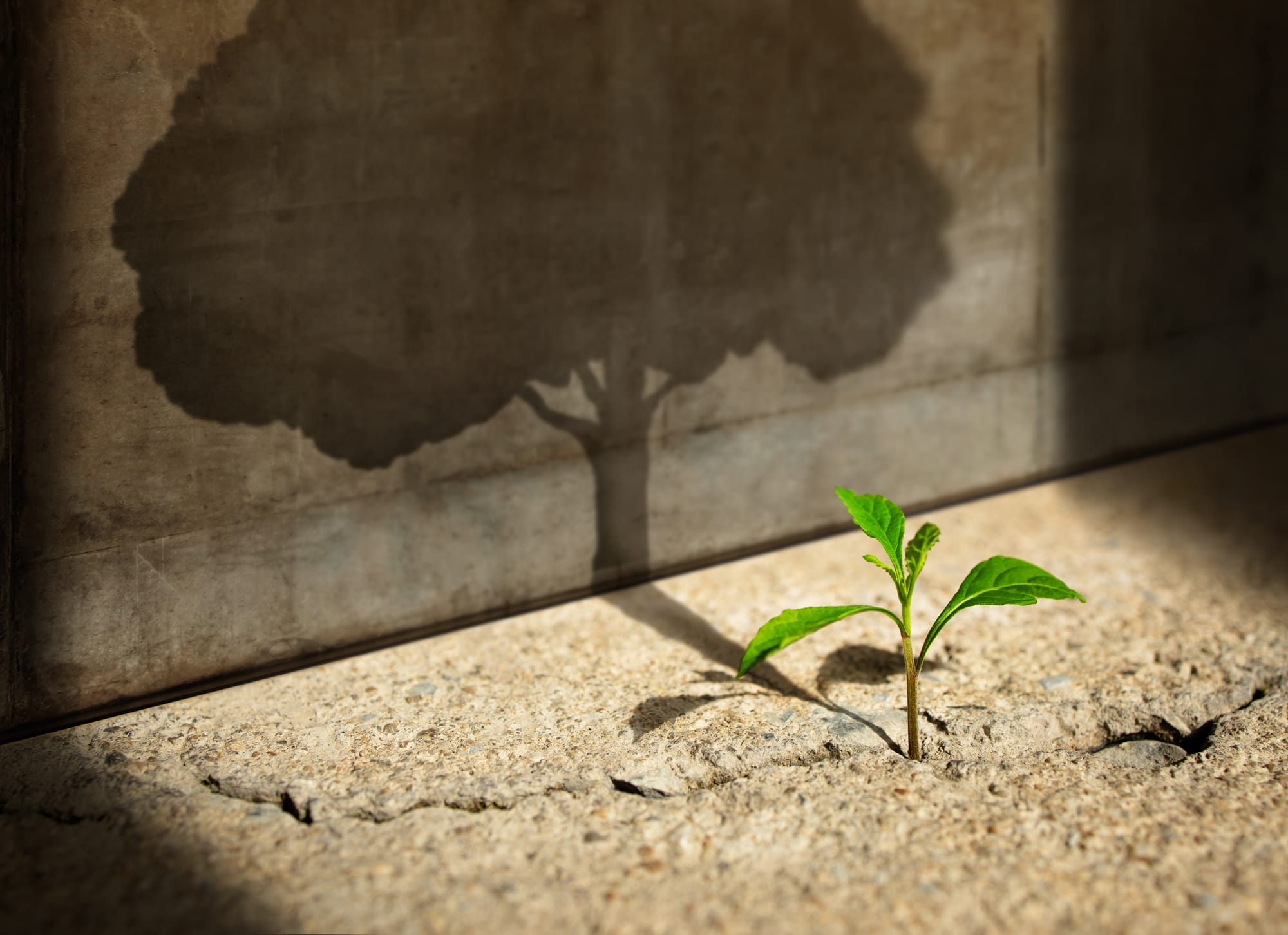 Une petite plante germe d’une fissure dans un plancher de béton, projetant l’ombre d’un arbre géant sur un mur à proximité.