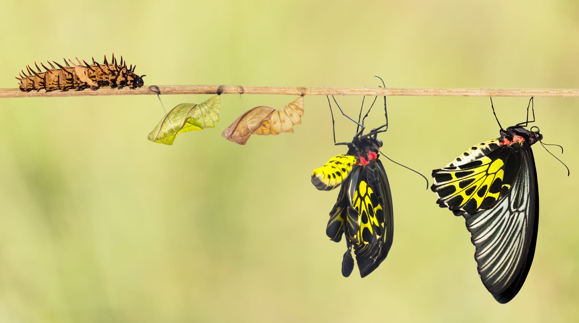 Lifecycle of a birdwing butterfly depicted on a stick.